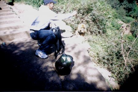 je donne un morso de pin  un sange